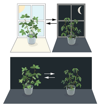 Illustration for article titled Qué es exactamente y cómo funciona el “reloj biológico” que ha valido un Nobel de Medicina